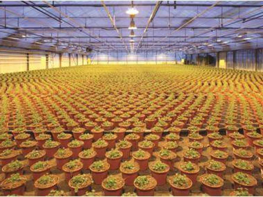 Teplichnoe LED osweshenie. Zameshenie estestvennogo sveta. Fito LED osweshenie