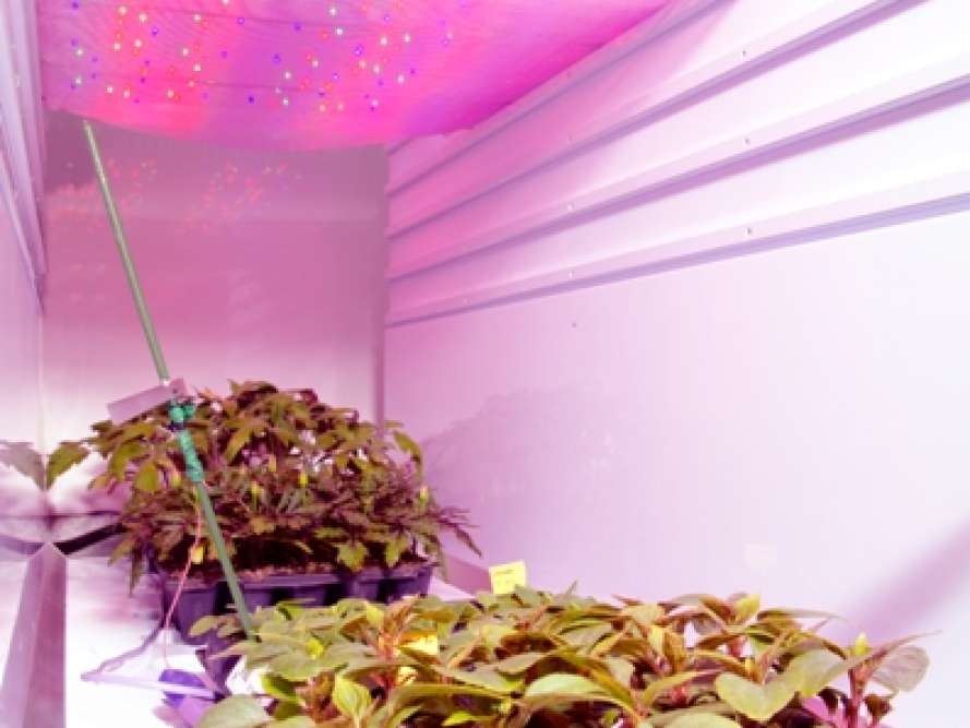 Fito LED osweshenie. Periodicheskoe osweshenie. LED osweshenie rastenij