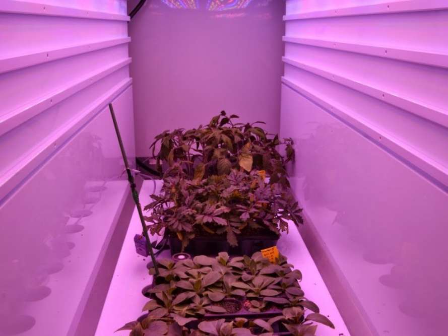 Fito LED osweshenie. Dopolnitelnoe osweshenie. LED osweshenie rastenij
