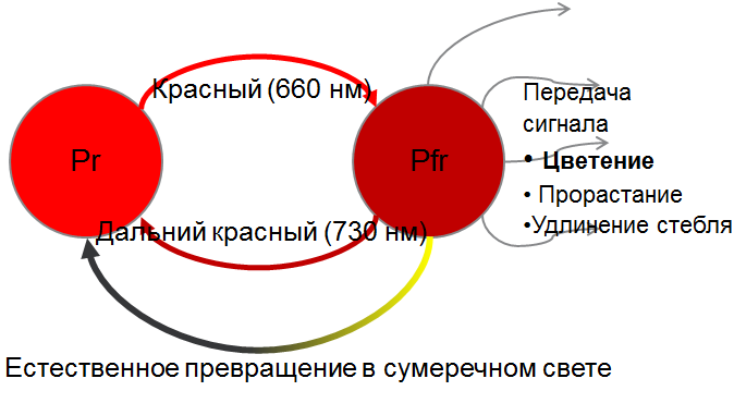 Fitoosveshenie s celju controlja cvetenija
