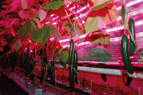 Vnutrizunznoe osweshenie