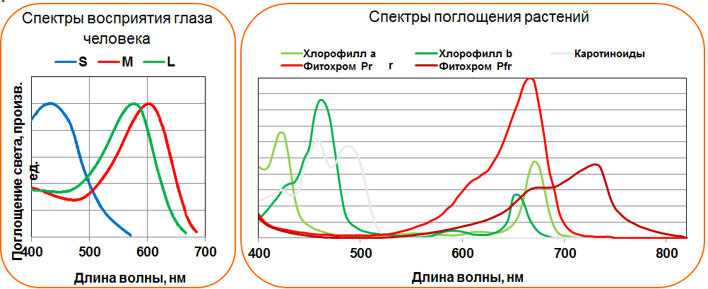 Spektri sveta. Vidimue spektri chelovecheskim glazom. Spektri pogloshenija rastenij