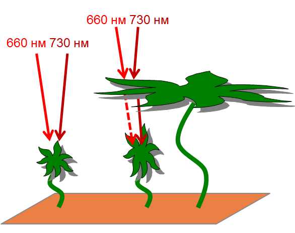 Primer reagirovania rastenij na oseshenie